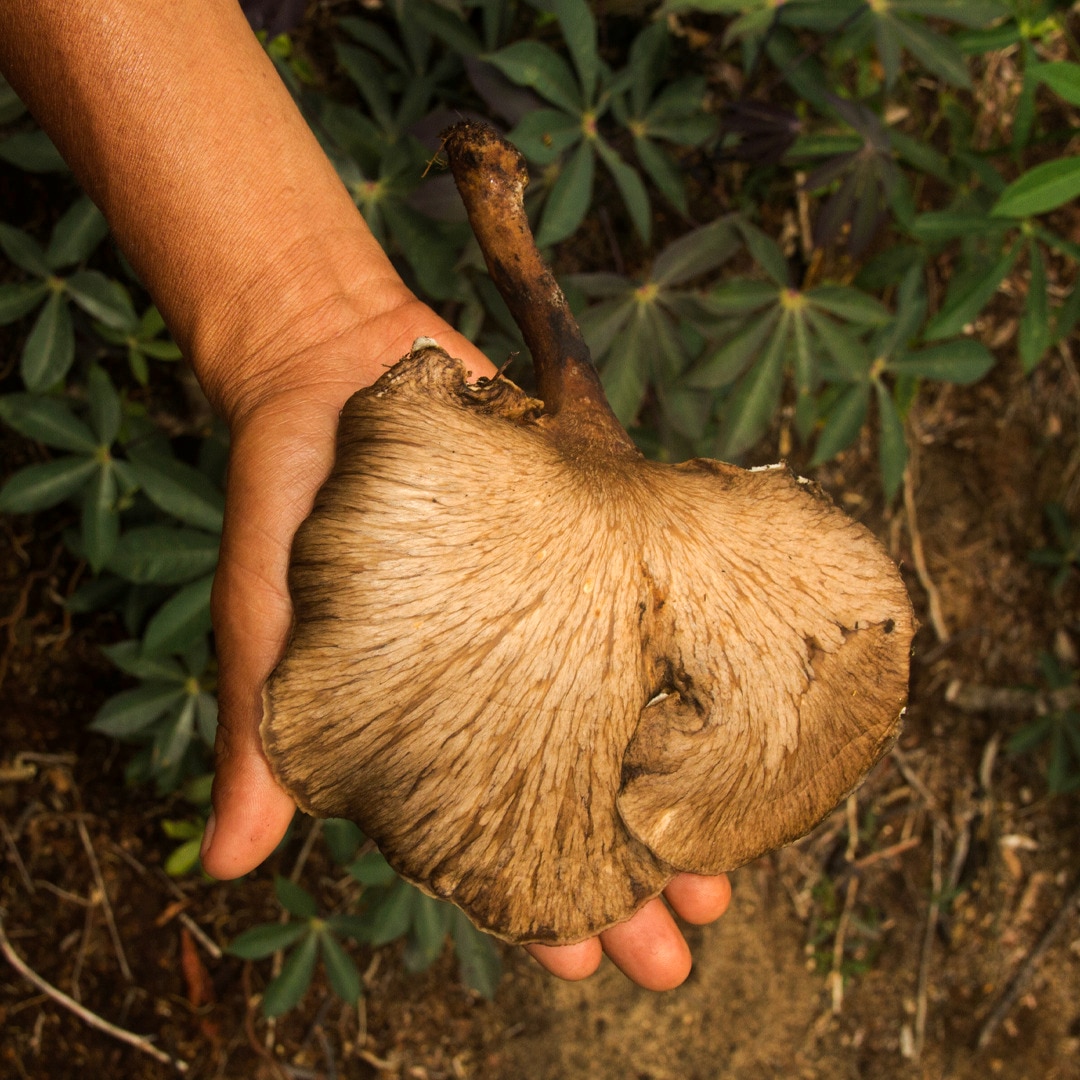 bowl de abacate com frutas e granola