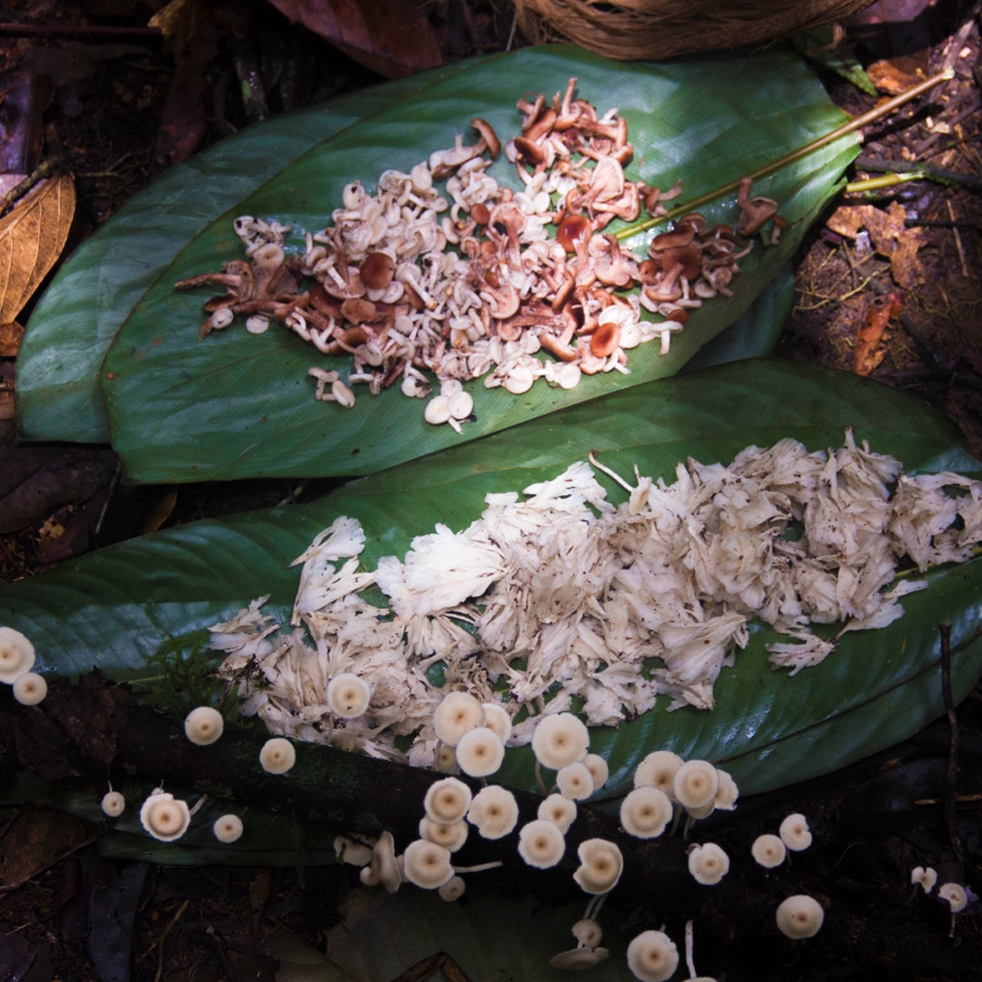 CREME DE AÇAÍ TURBINADO