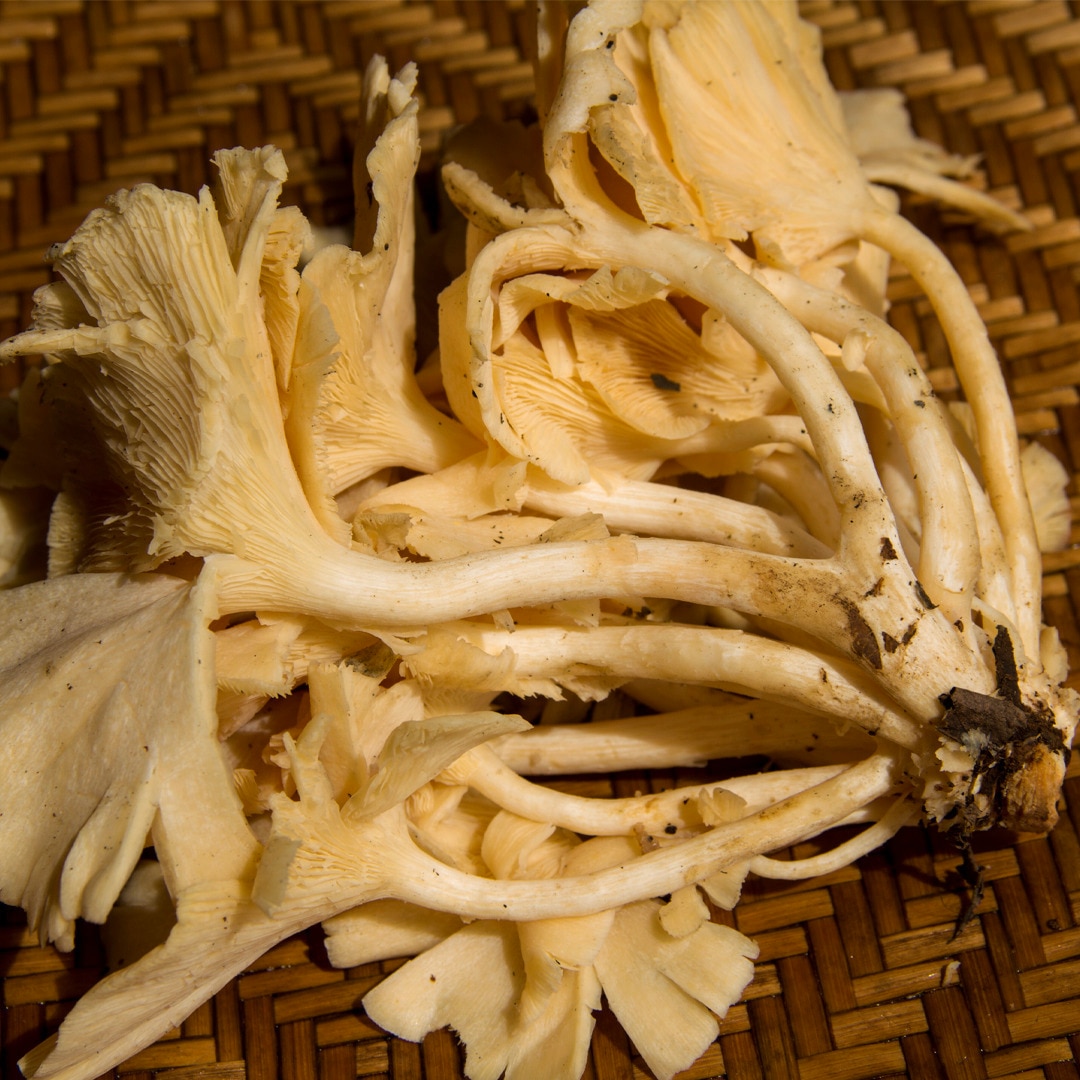 TORTA GELADA DE COCO