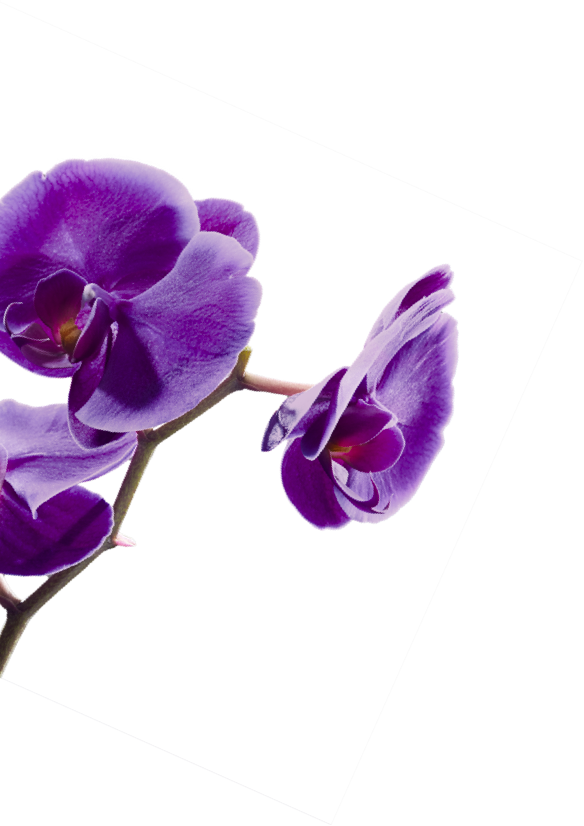 presentation flower