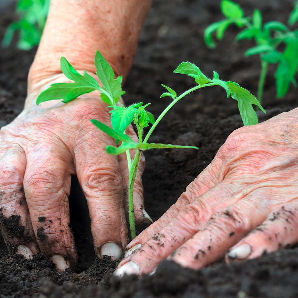 Image of hands in soil planting