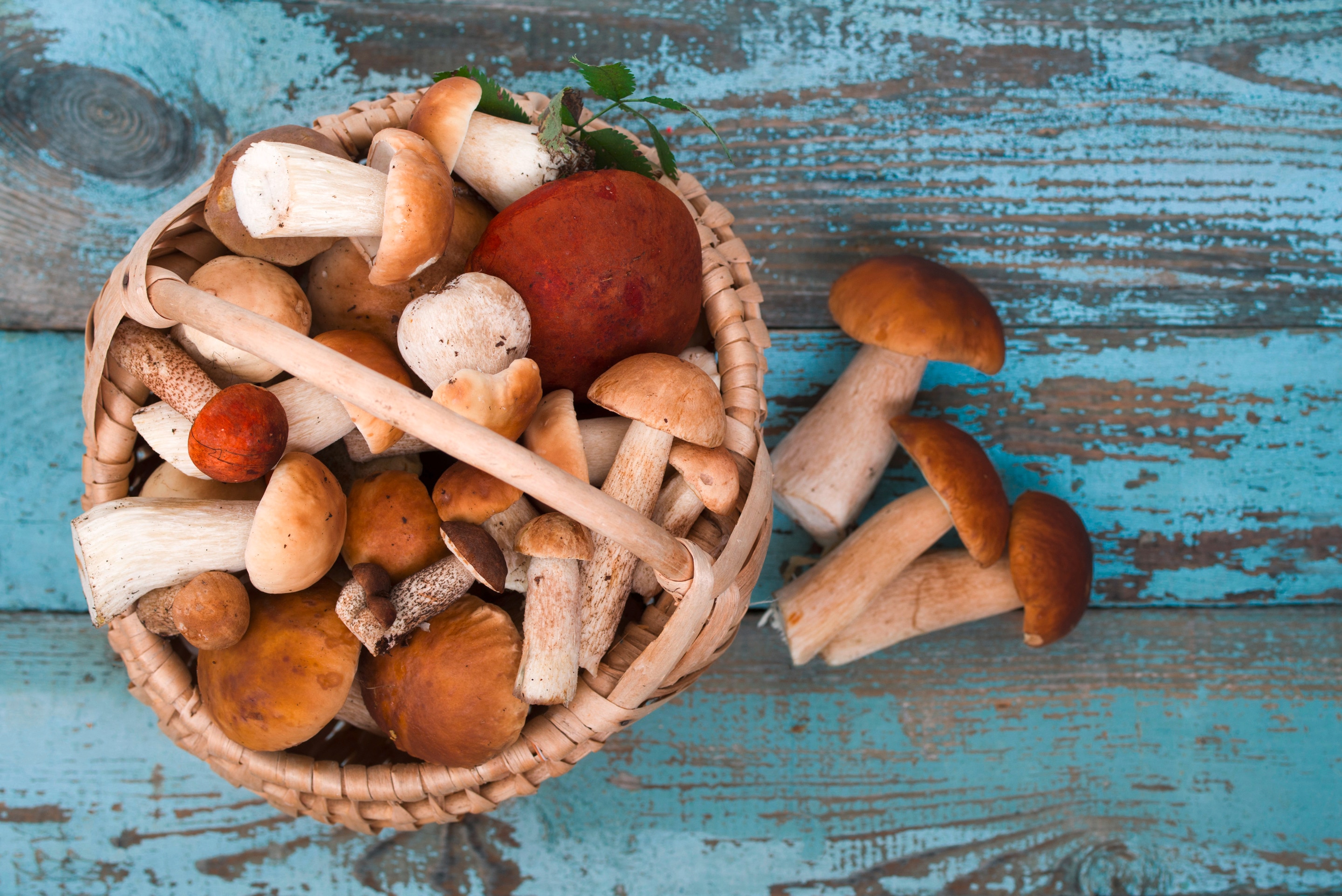 Pilze - Speisepilze - Wissenswertes und Informationen
