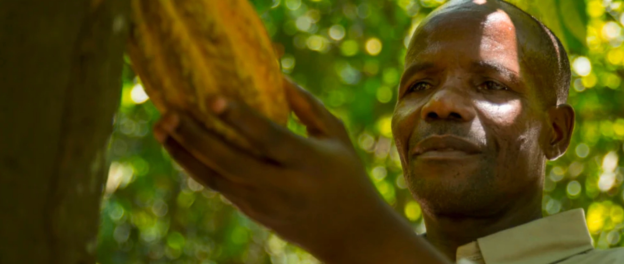Male cocoa farmer inspecting cocoa pod on a branch.