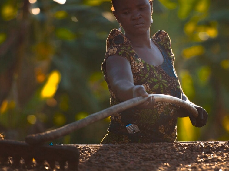 Kakaobäuerin, die mit einem langen Stock Kakaobohnen auf einem Brett in der Sonne verteilt.