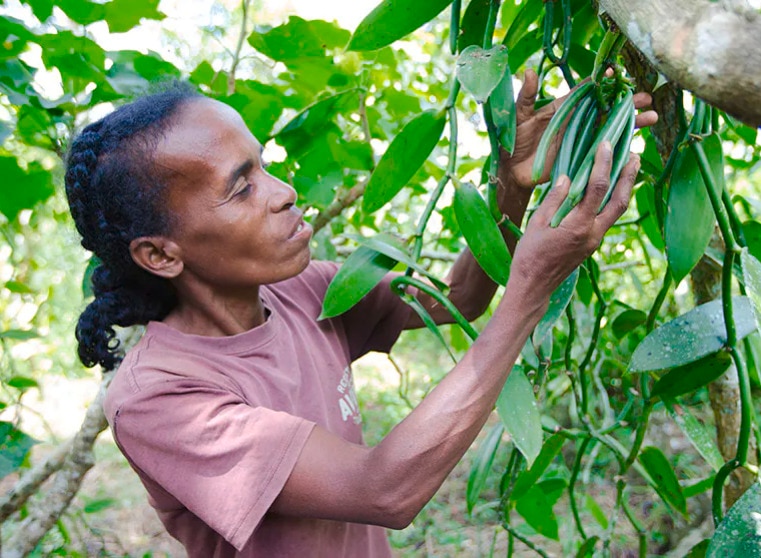 Kakaobäuerin, wie sie eine an einem Zweig reifende Vanilleschote inspiziert.