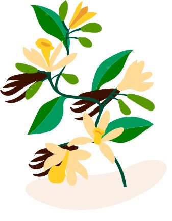 Illustration of vanilla flowers and vanilla pods.