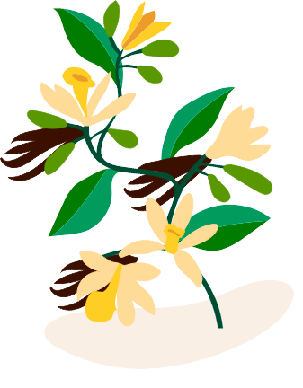 Illustration av vaniljblommor och vaniljstänger
