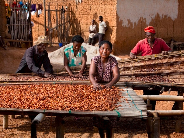 Group of cocoa farmers spreading cocoa beans on boards to be dried in the sun.