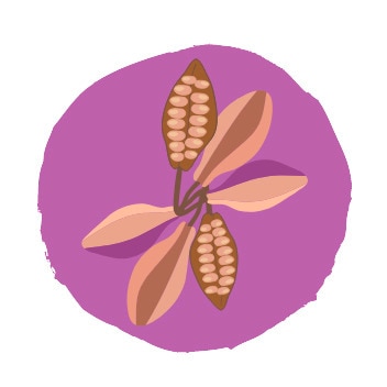 Illustration of several open and closed cocoa pods on top of a purple circle