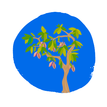 Ilustracja przedstawiająca drzewo kakaowca ze strąkami kakao na okrągłym niebieskim tle