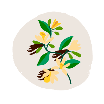 Ilustracja przedstawiająca kwiaty i strąki wanilii na okrągłym tle koloru kremowego