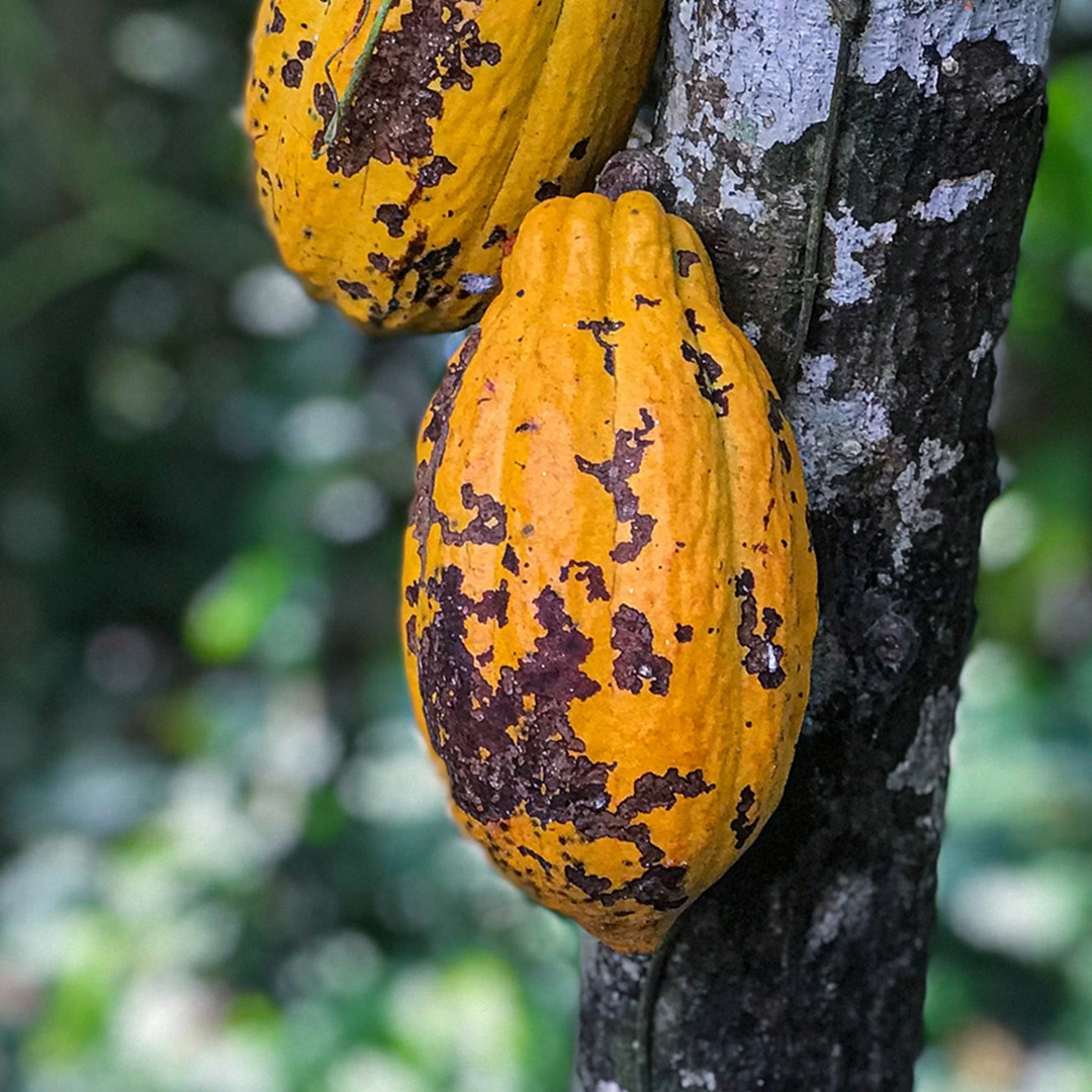 Vaina de cacao en un árbol