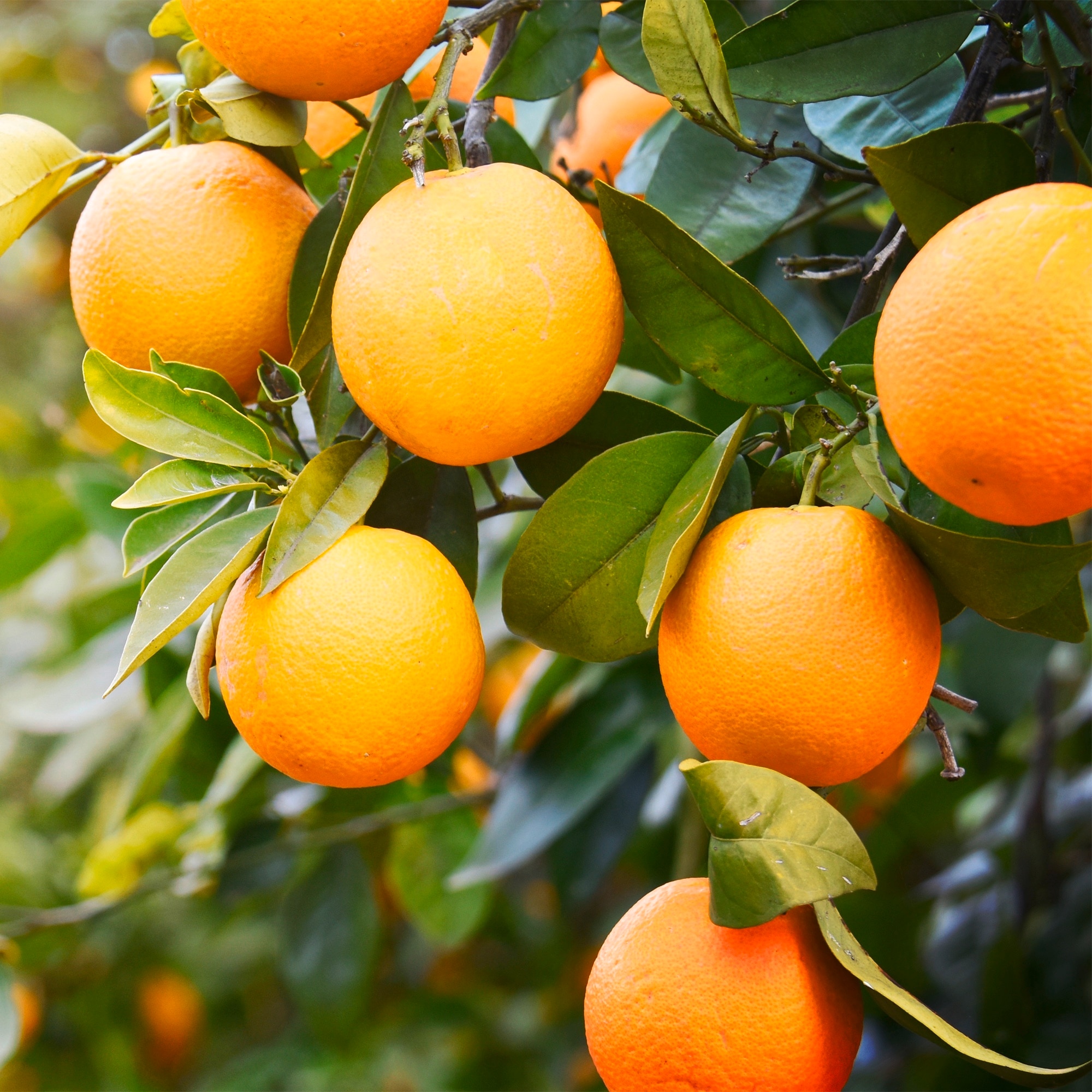 Oranges on a tree