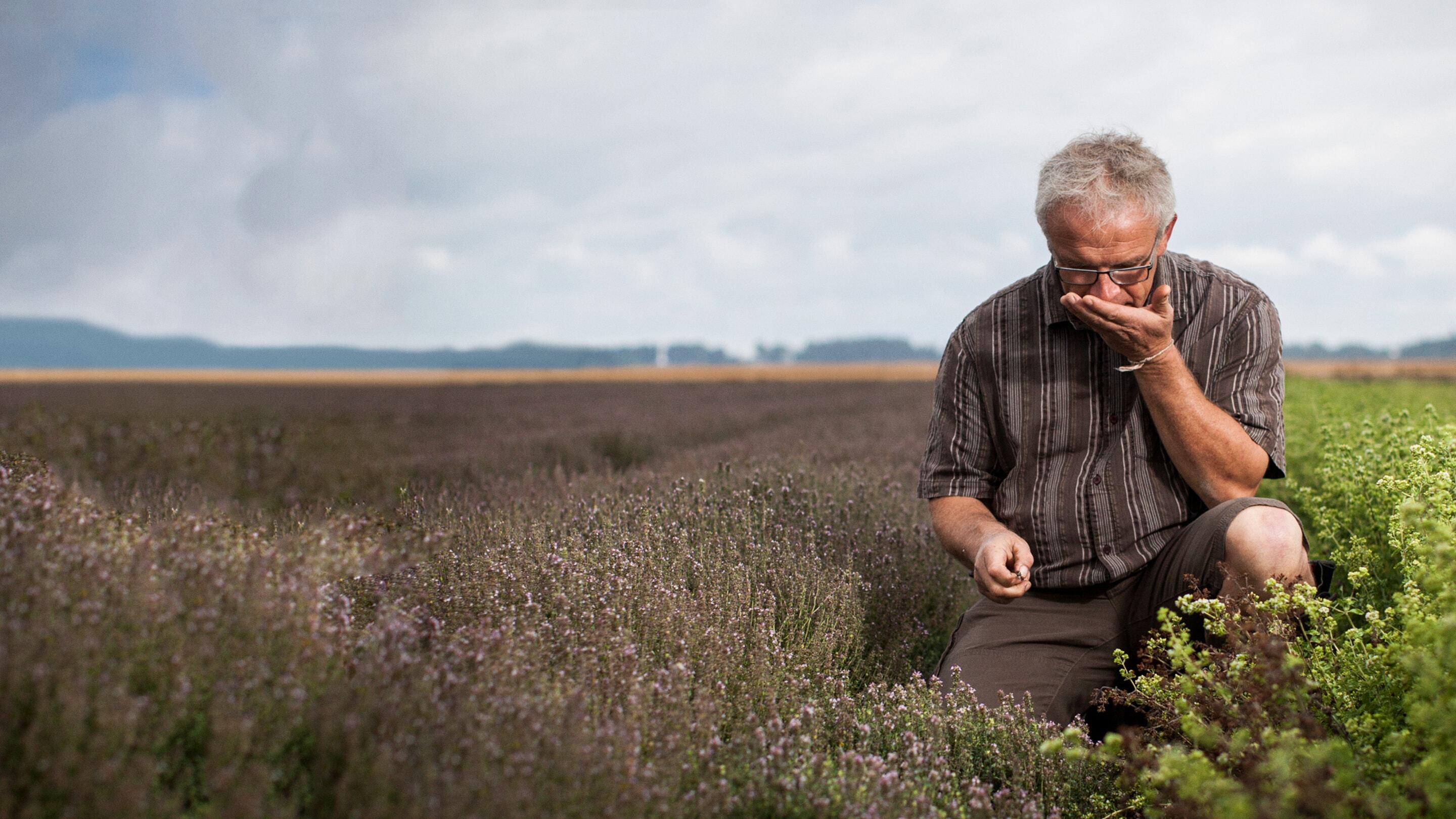 A farmes smelling the seeds in a large field