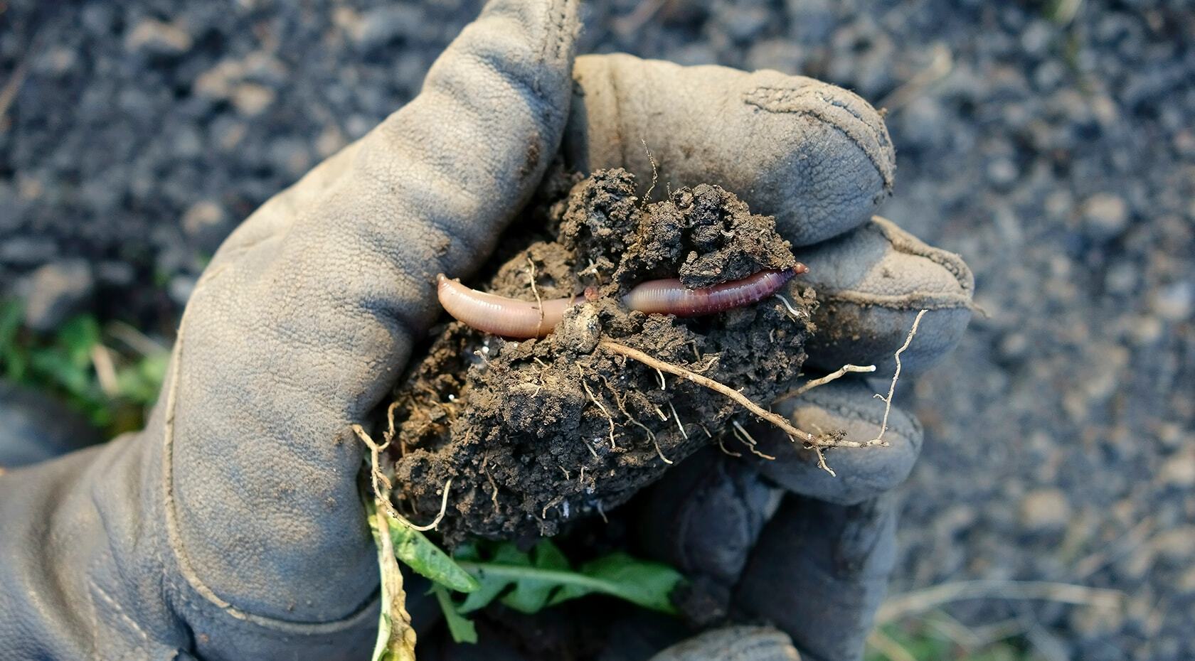 A person holding soil from garden or field with worm in it