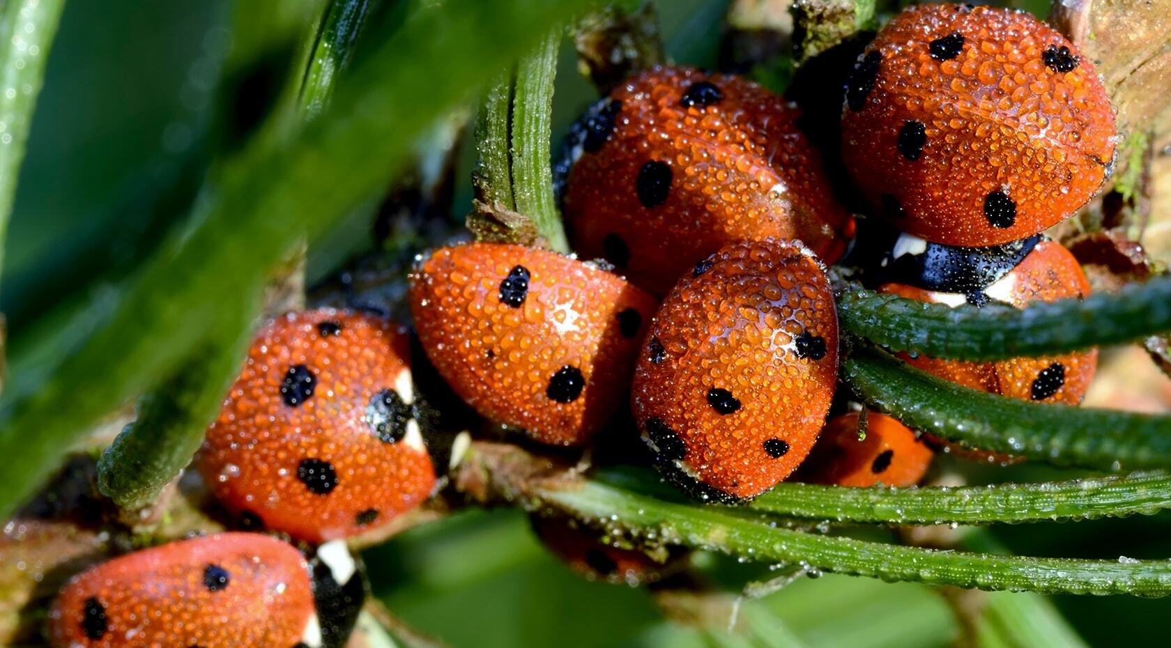 Ladybirds on a plant