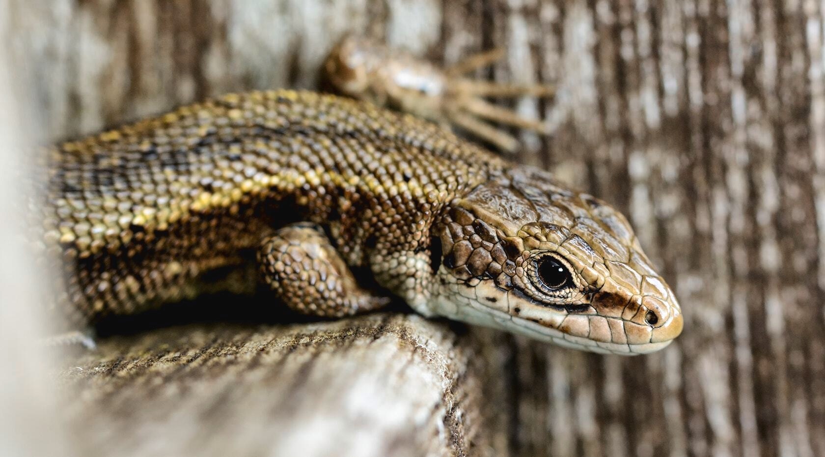 A lizard on a wooden surface