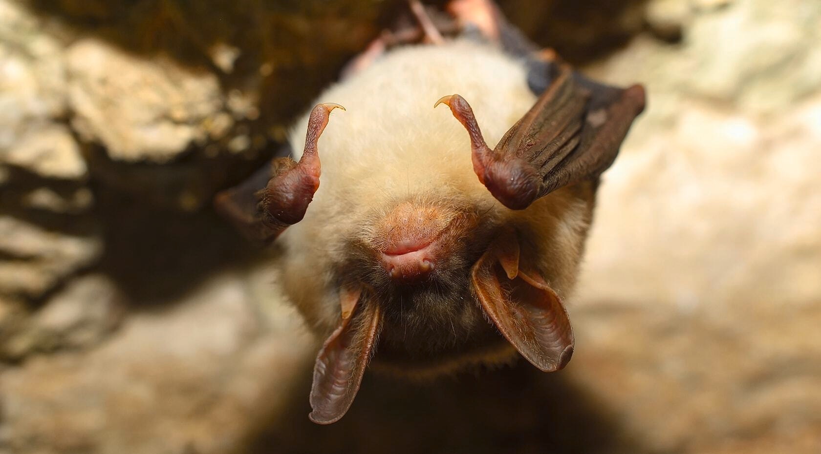 bats eating bugs