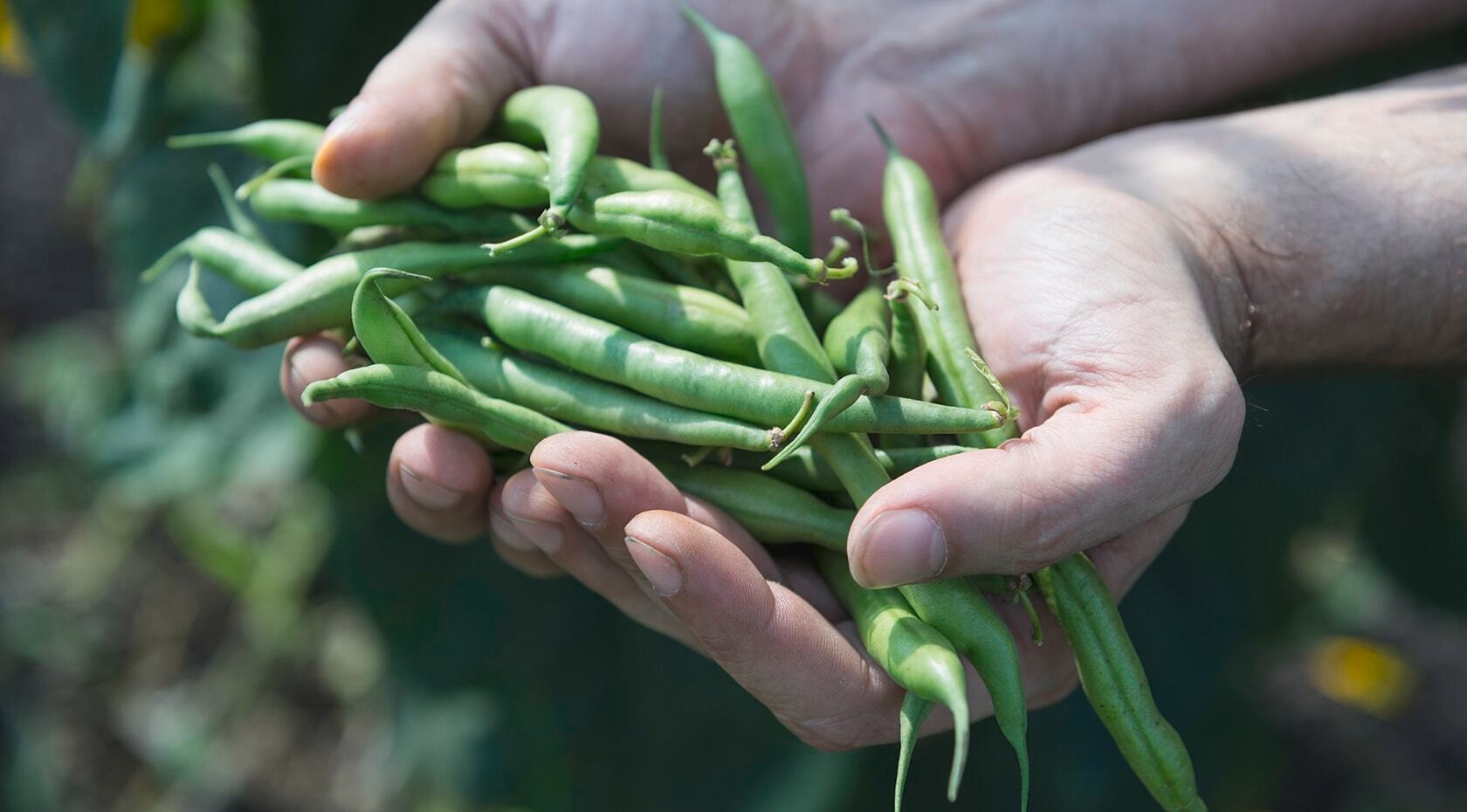 A person holding beans in hand