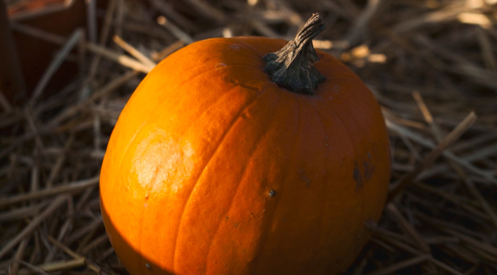 Pumpkin in a field