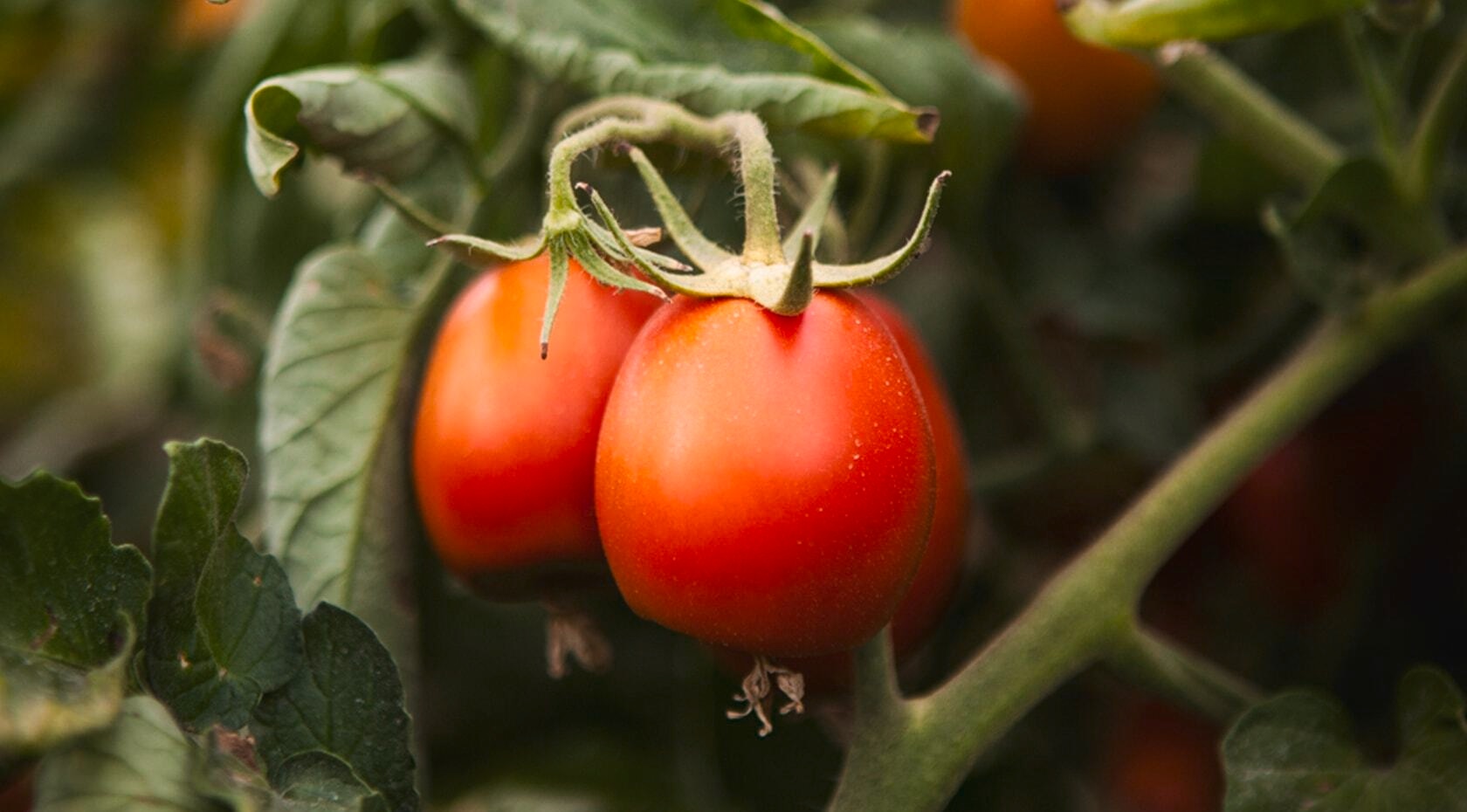 Nimm ein Bündel Tomaten und schüttele es. Wenn die Tomaten herunterfallen, sind sie reif.