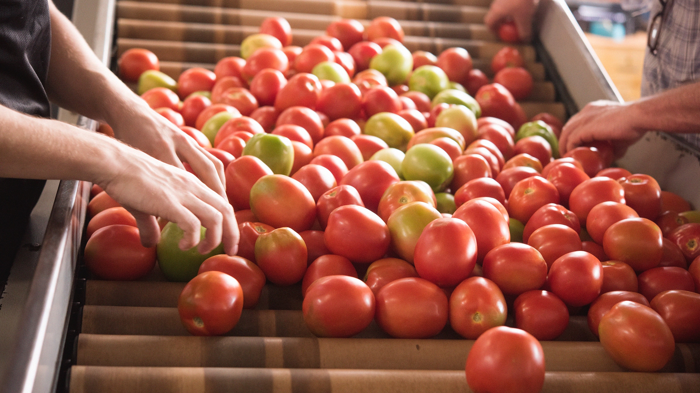 Tomates sustentables