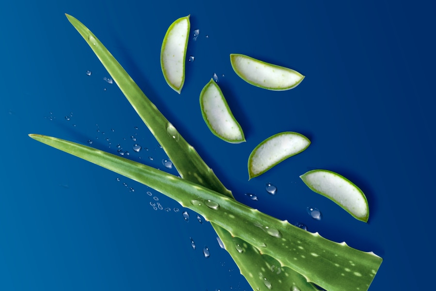 Blue background with aloe vera leaves