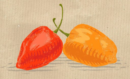 red and orange habanero chilis