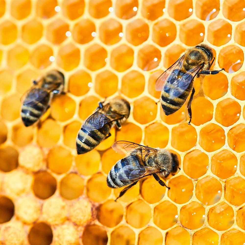 Honey: A Powerhouse Ingredient