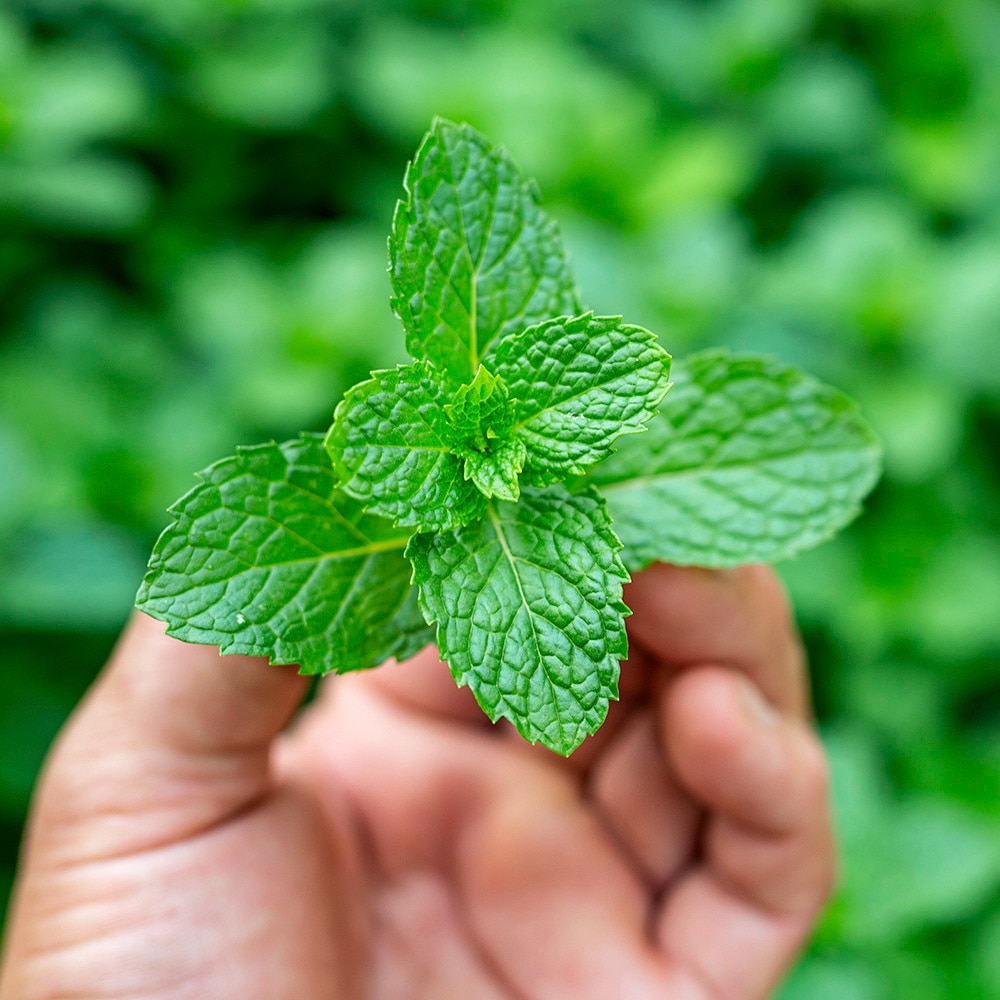 The Health Benefits of Mint for Skin
