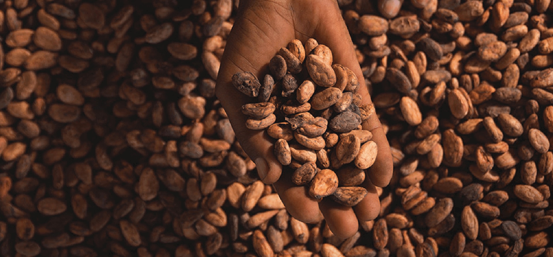 Main portant des haricots cocao