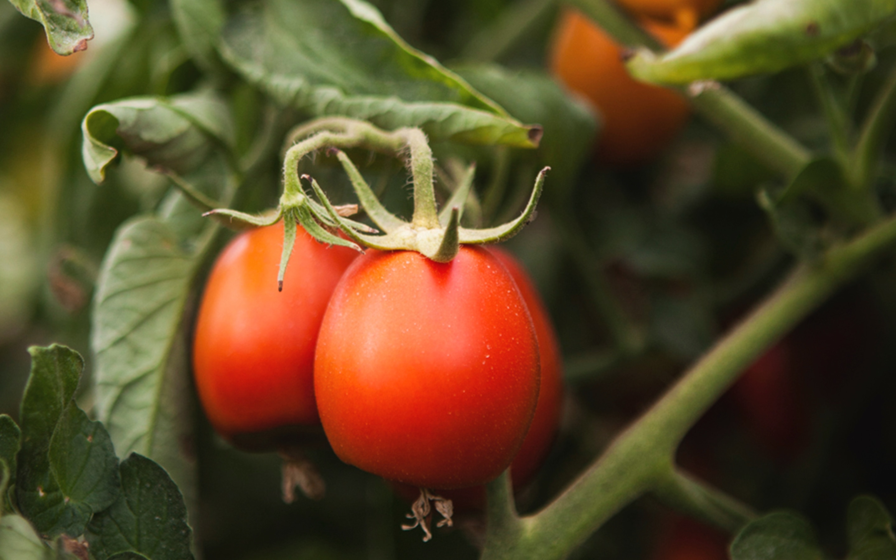 Sustainably grown tomatoes