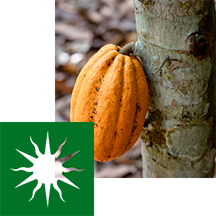 An einem Baum wachsende Kakaofrucht mit einer grünen Grafik mit Sonne