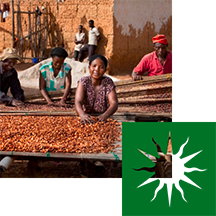 4 women cocoa farmers drying cocoa beans in the sun, green sun overlay