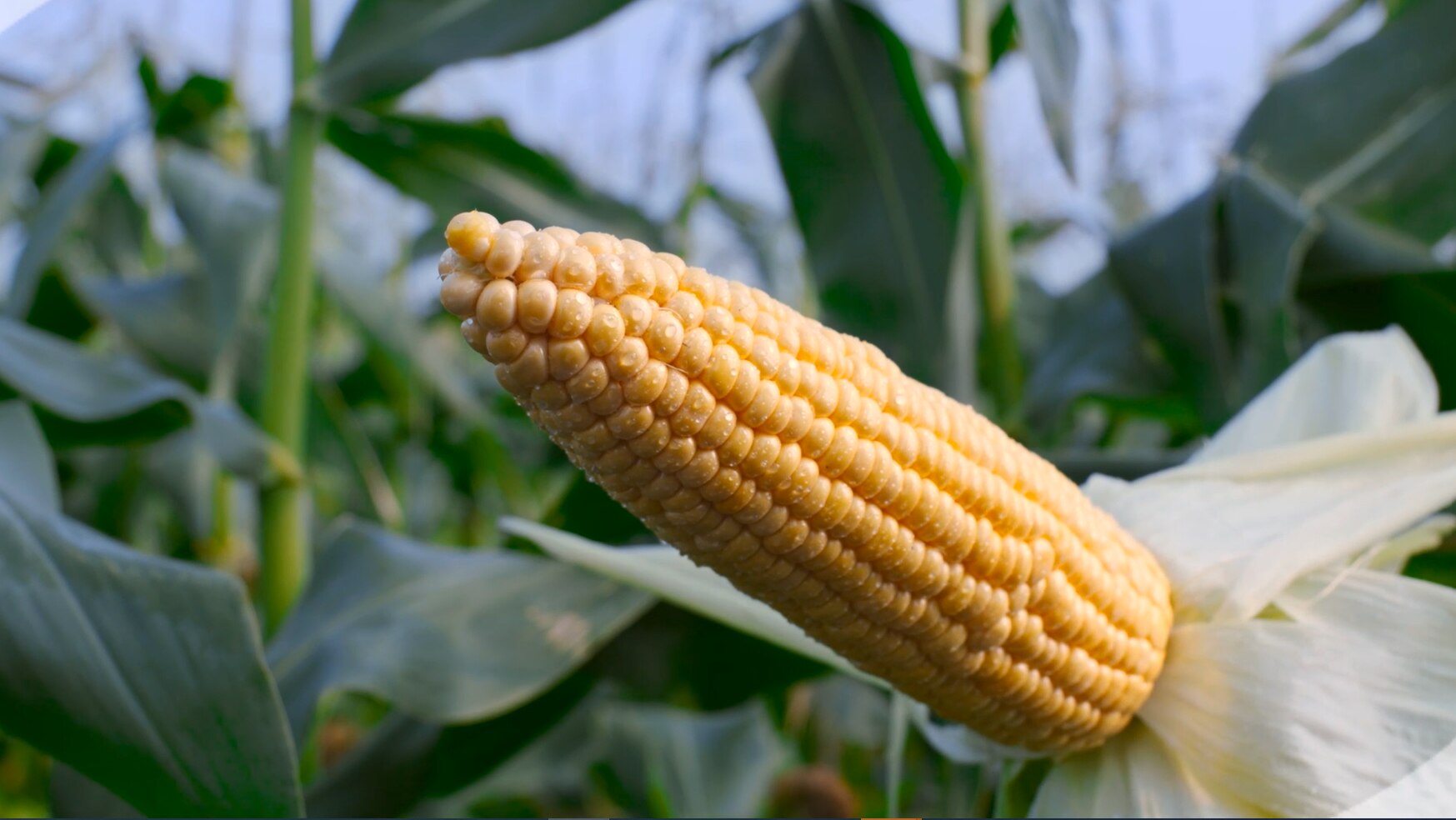 Harvest field