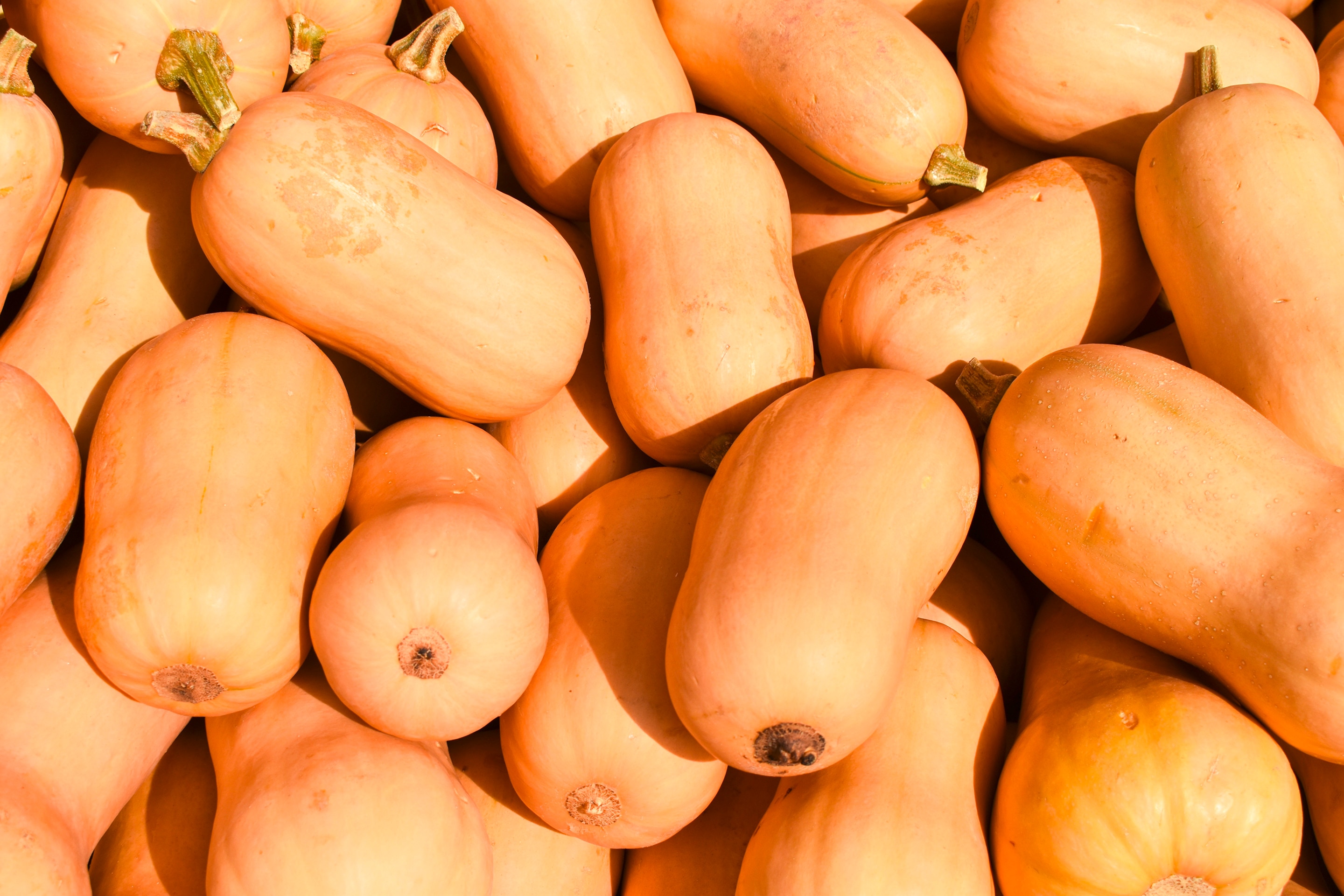 Butternut Kürbisse