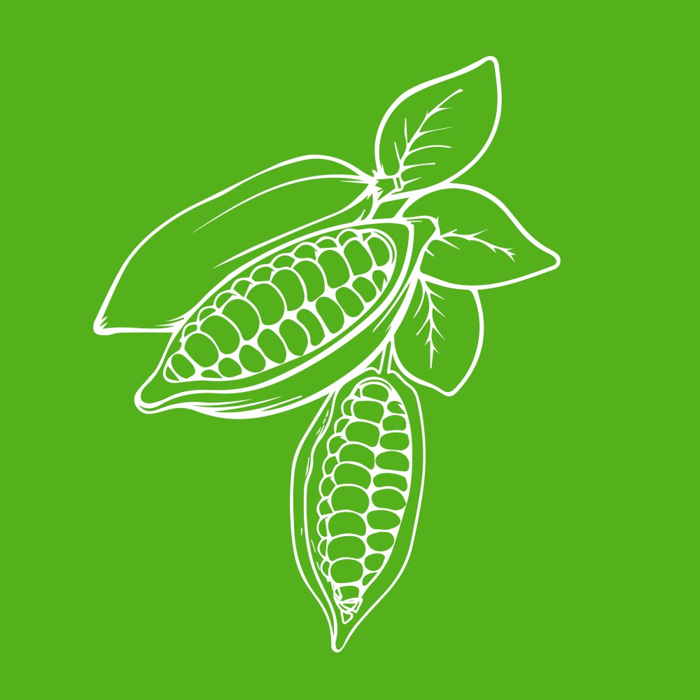 grüner Hintergrund, weiß gezeichnete Kakaobohne