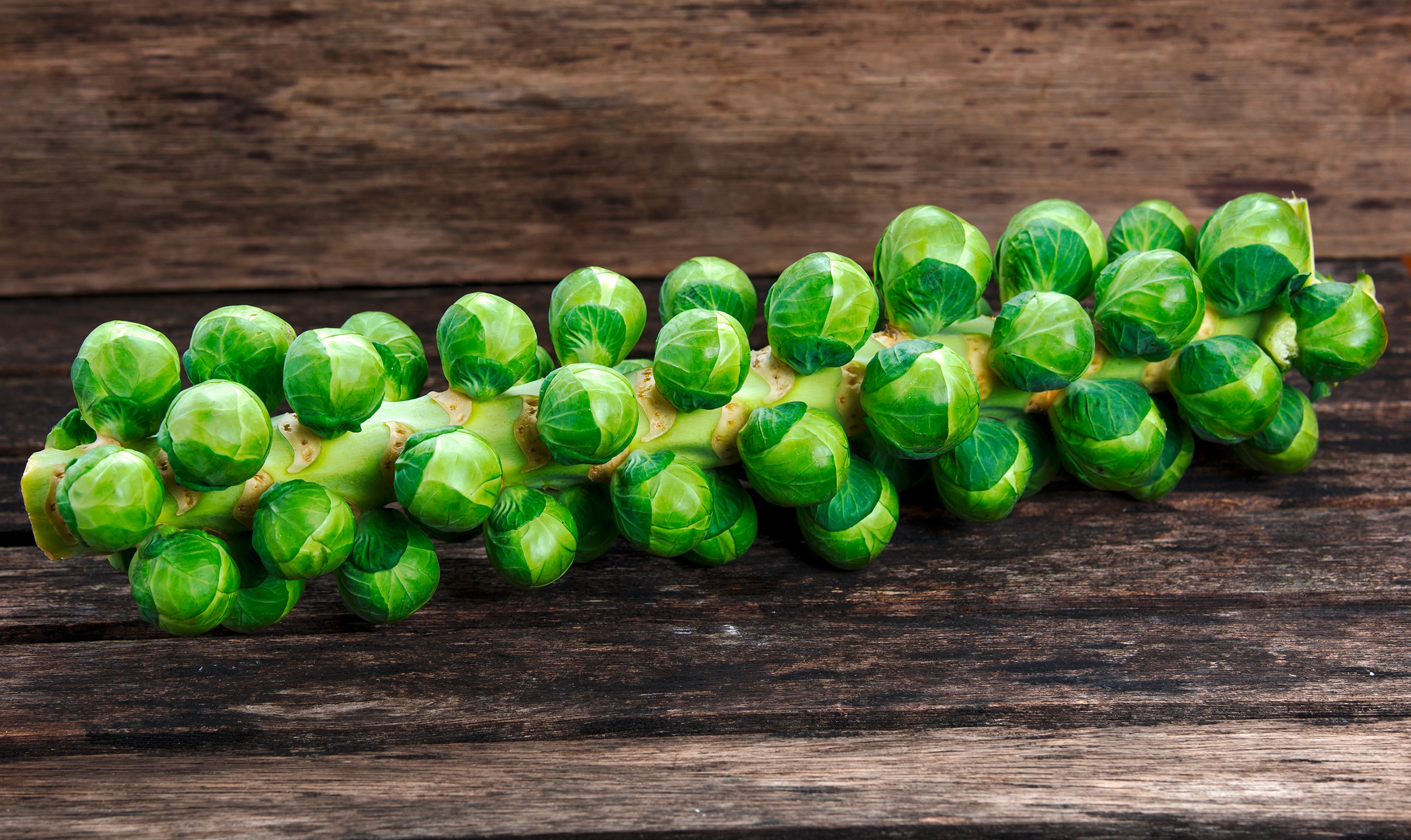 Rosenkohl: Herkunft, Zubereitung, Rezepte &amp; Lagerung | Kn