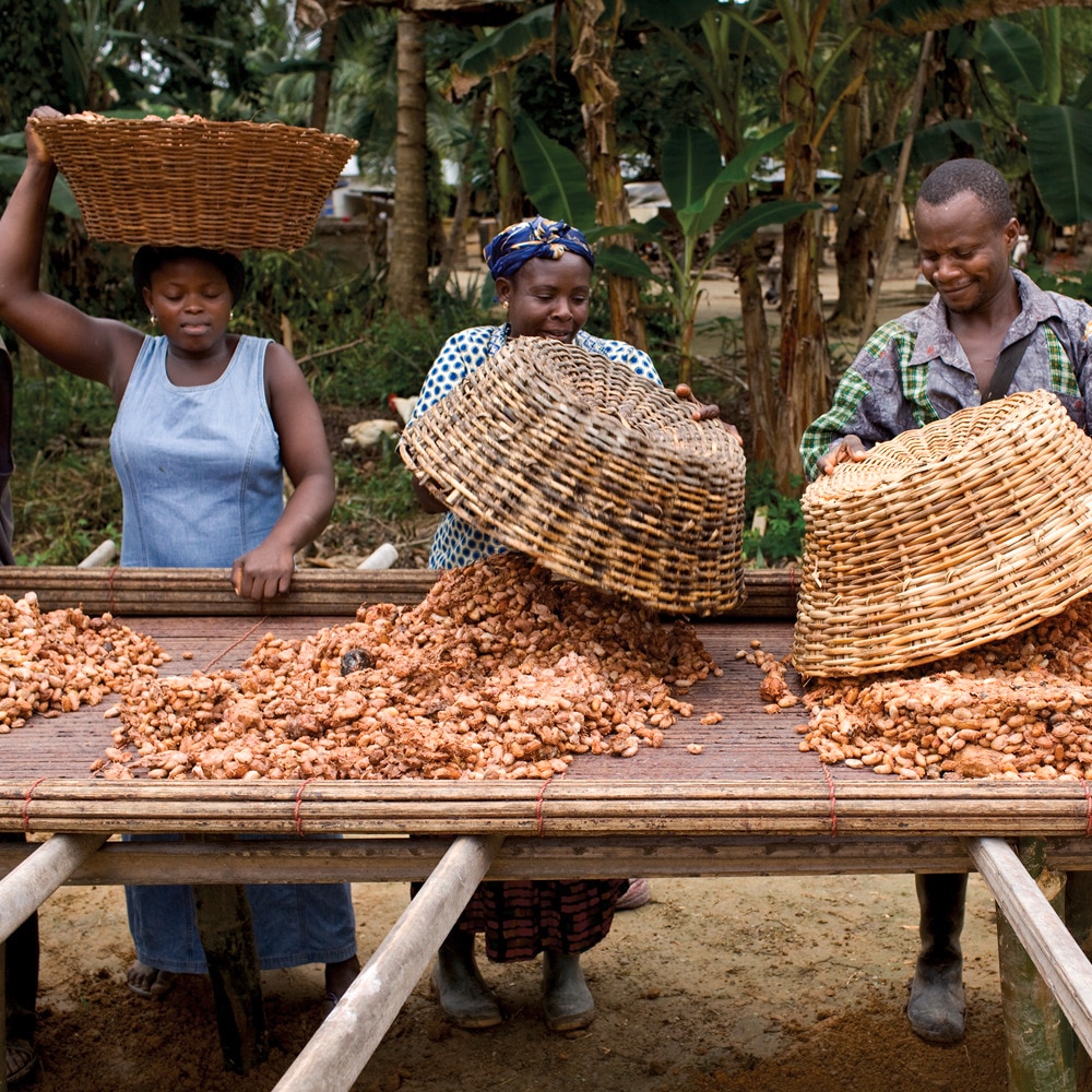 Die geernteten Kakaobohnen werden mit Körben auf einen Tisch gelegt