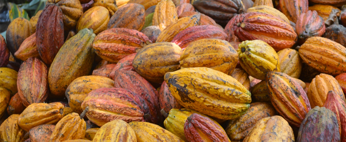 Viele Kakaofrüchte in gelb bis rot.