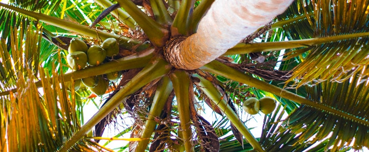 Blick von unten von einem Kokosbaum