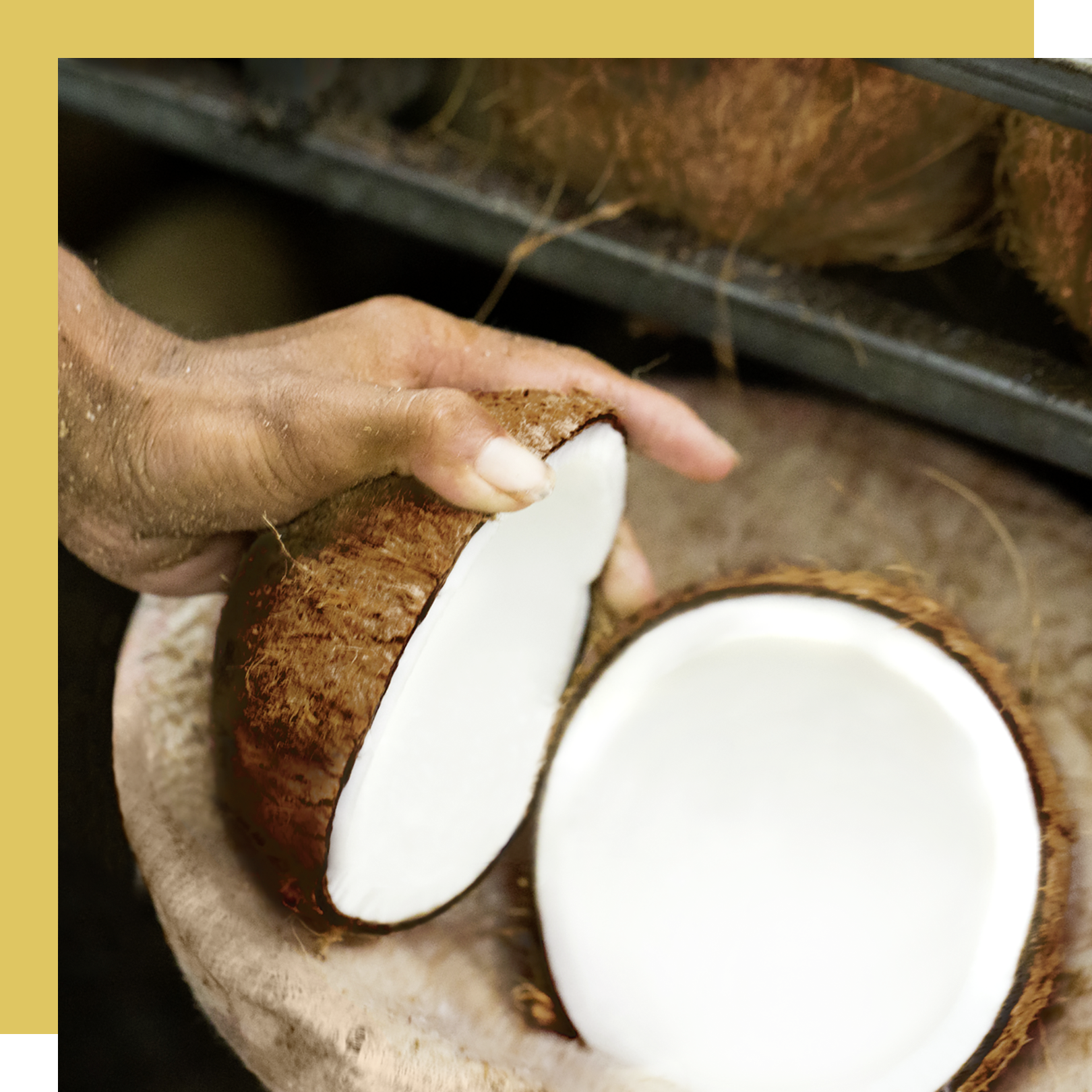 Pessoa abrindo cocos, utilizados para a produção de Óleo de coco para o shampoo ylang ylang e outros produtos Love Beauty and Planet