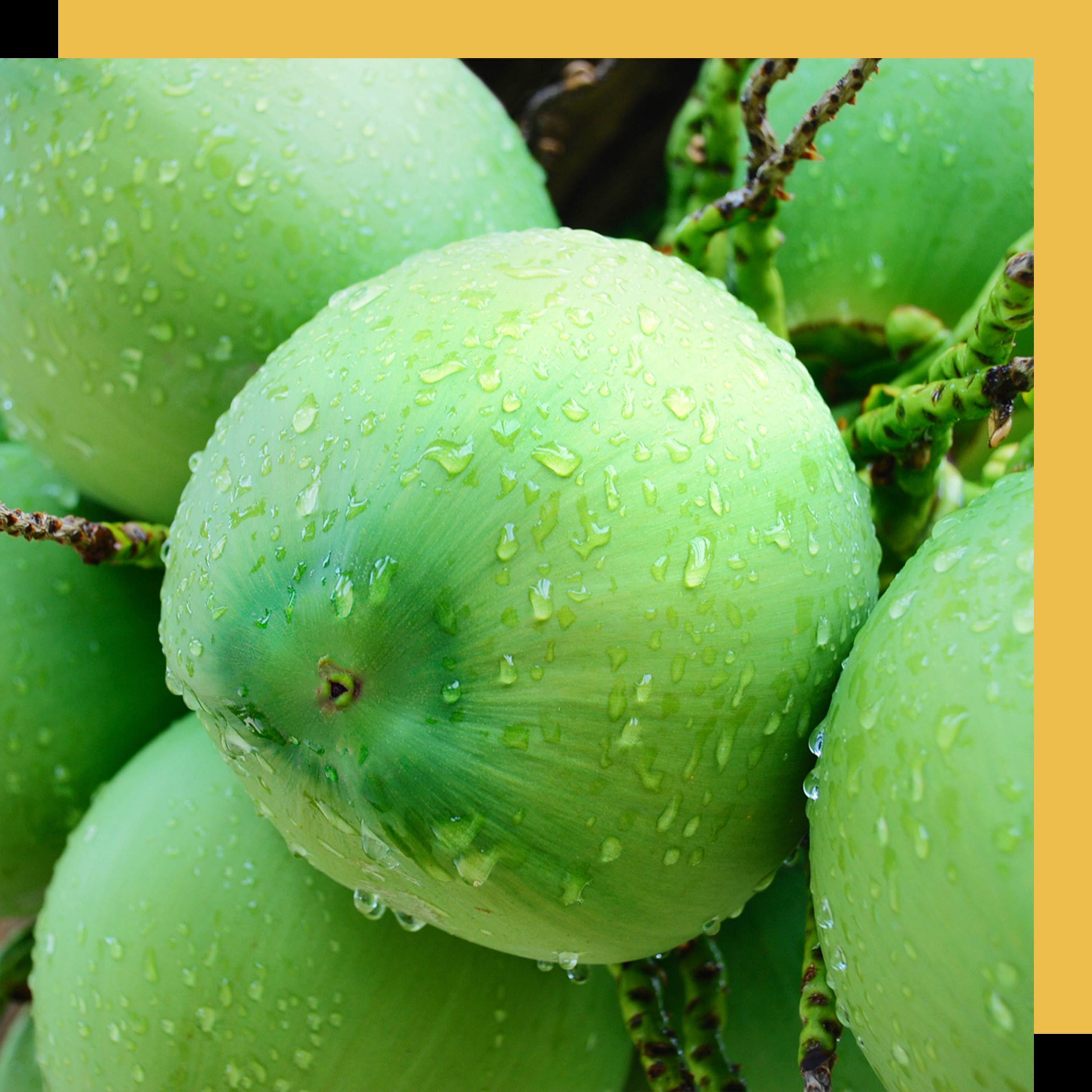 Vários cocos verdes, utilizados para a produção de Óleo de coco para o shampoo ylang ylang e outros produtos Love Beauty and Planet Text
