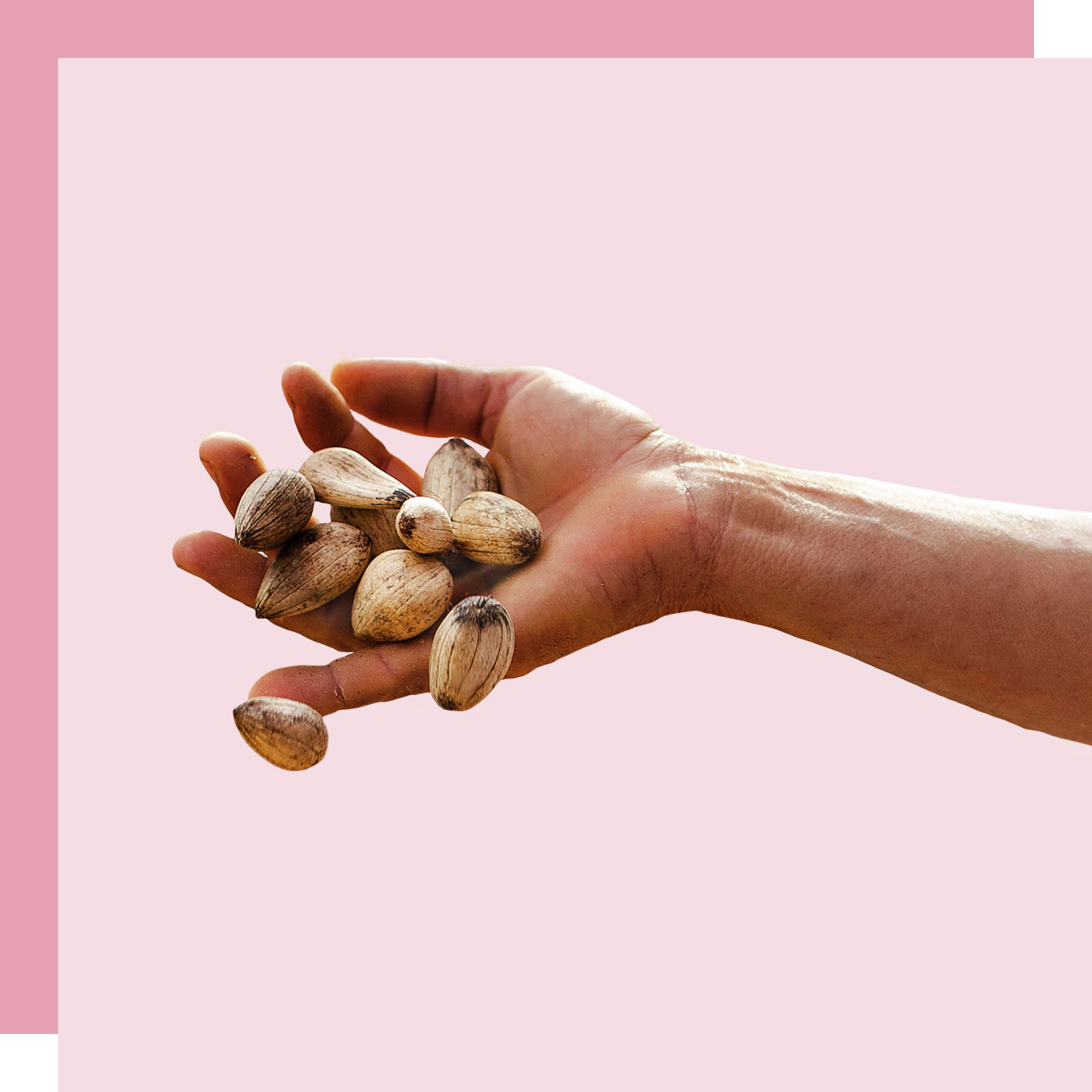 Hand with Murumuru nuts