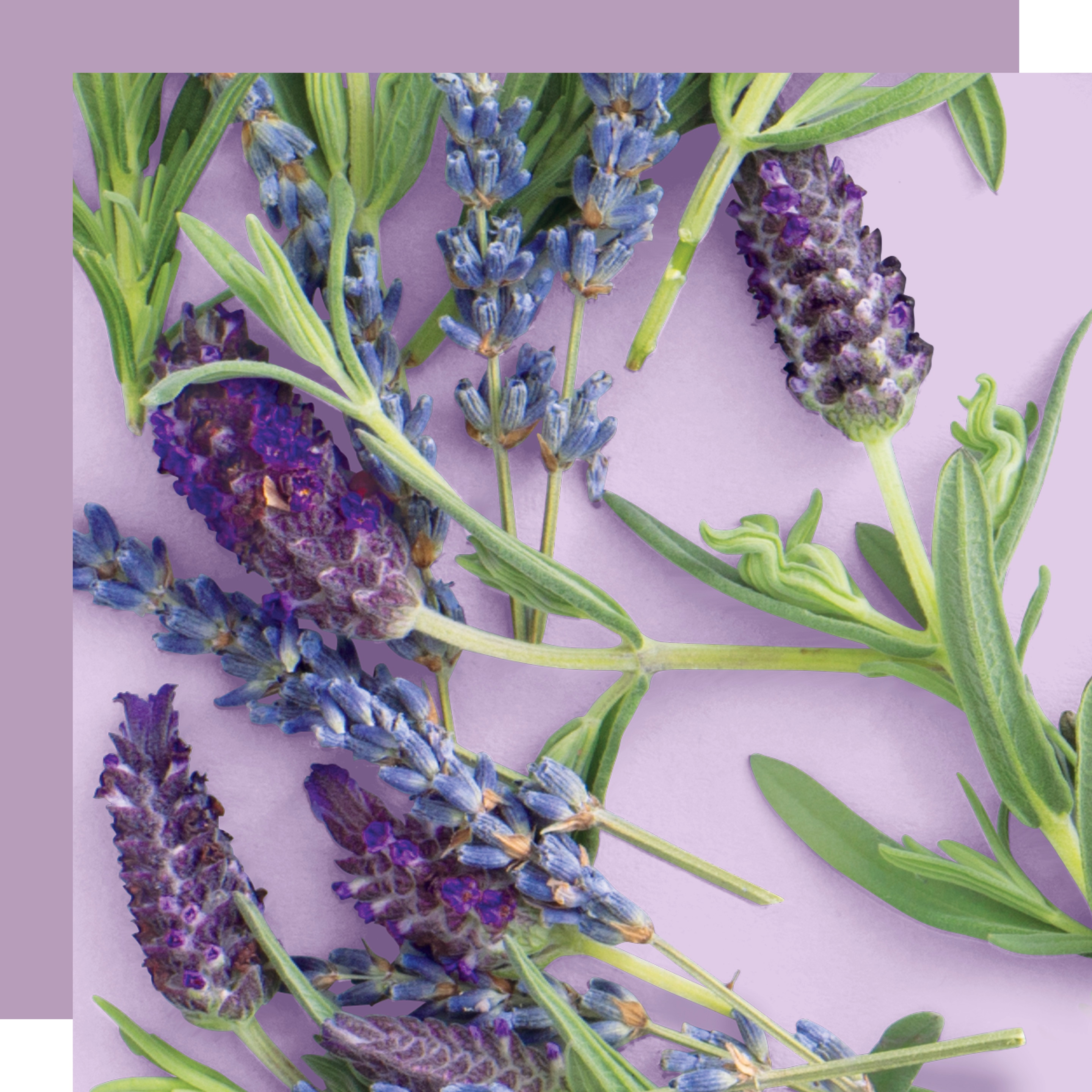 Violet Flower Image