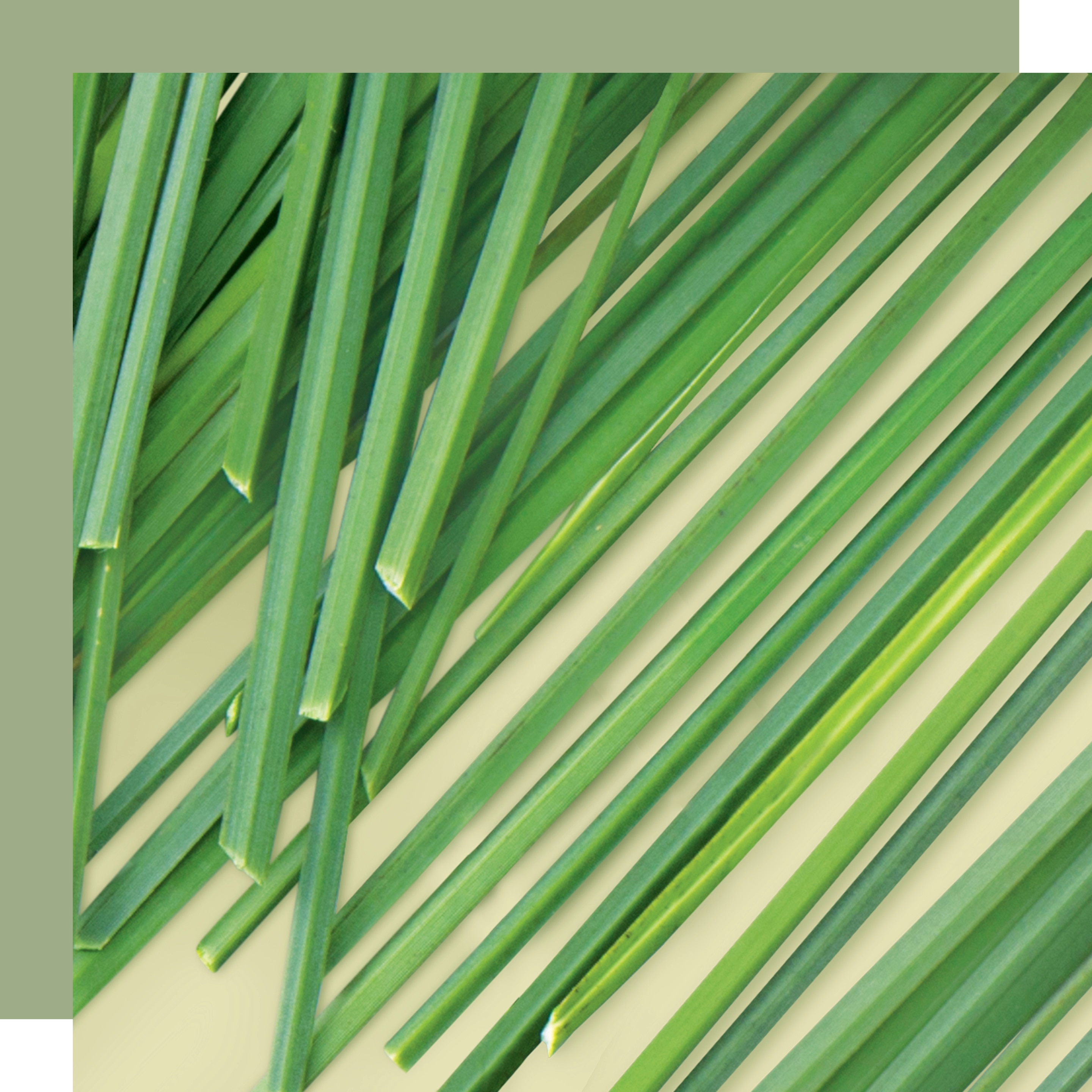 Vetiver plant Text