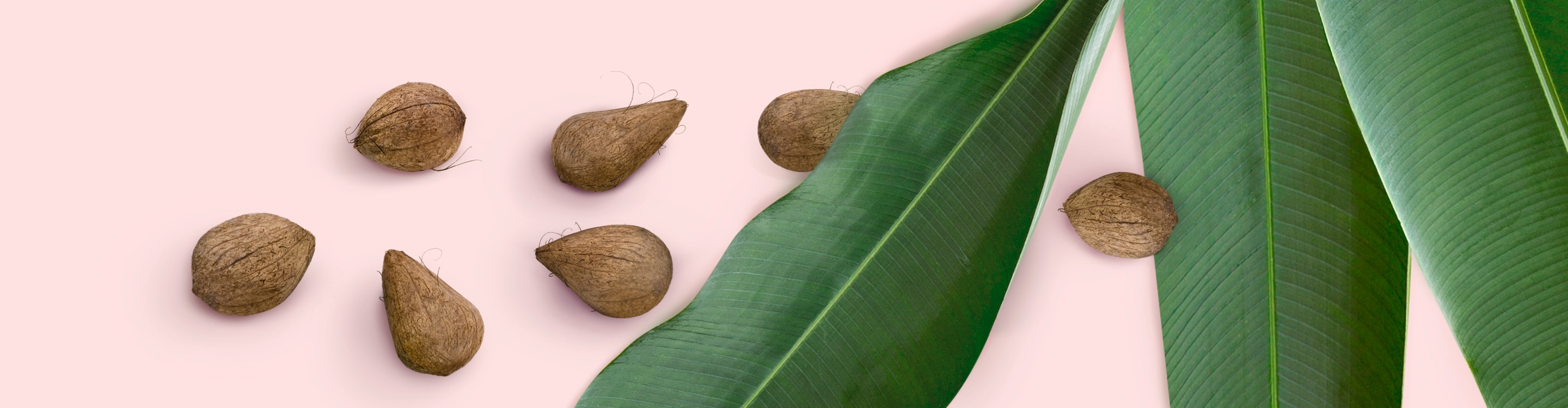 Murumuru nuts and leaves